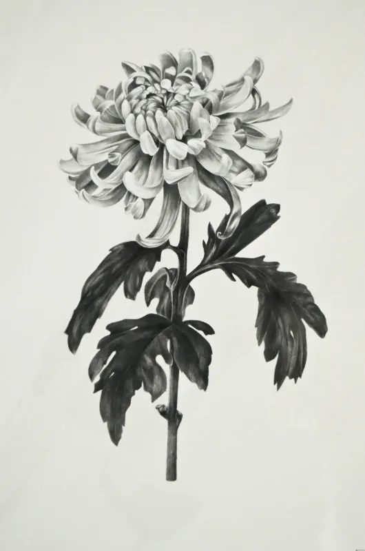 Product: Hand-drawn Chrysanthemum Print